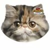 Kissen 3D Für Hund Oder Herrchen - Persian Cat