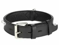 Flamingo Halsband Gepolstert Breit Seattle Schwarz