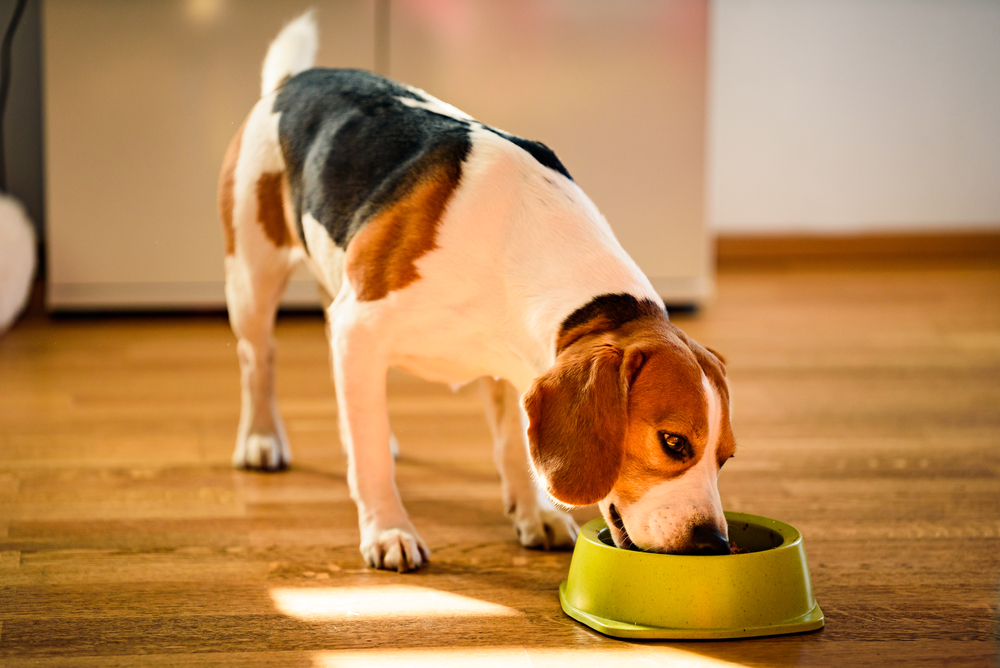 Angebote ZooshopXXL Store -Angebote ZooshopXXL Store Dog beagle eating canned food from bowl in bright interior Przemek Iciak Shutterstock