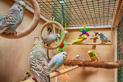 Angebote ZooshopXXL Store -Angebote ZooshopXXL Store vogelkaefig zubehoer